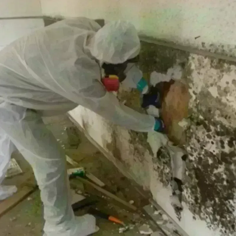 Mold Remediation and Removal in Meiners Oaks, CA